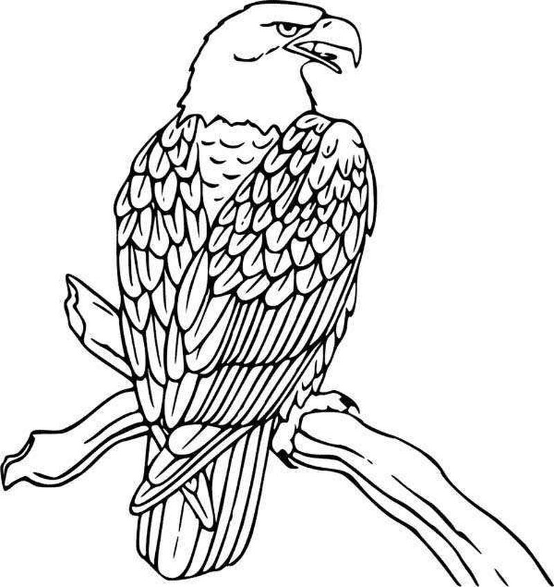 American Eagle Coloring Pages