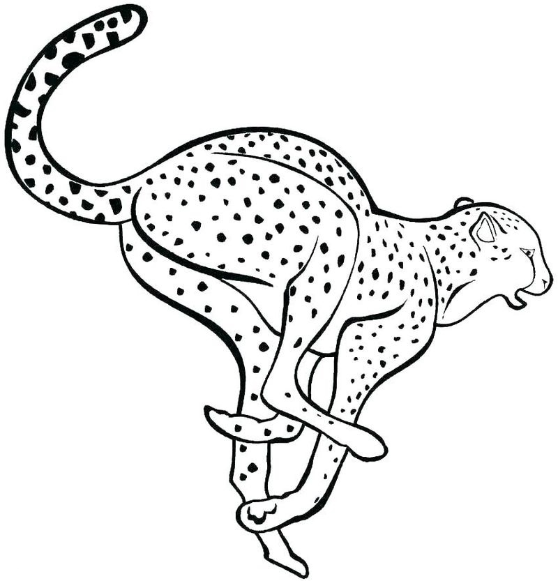 Fastest Land Animal Cheetah Coloring Page 2 Cheetah Coloring Page