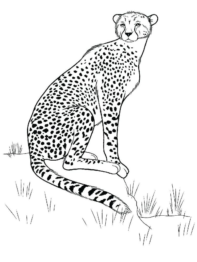 Fastest Land Animal Cheetah Coloring Page 3 Cheetah Coloring Pages For Kids Printable