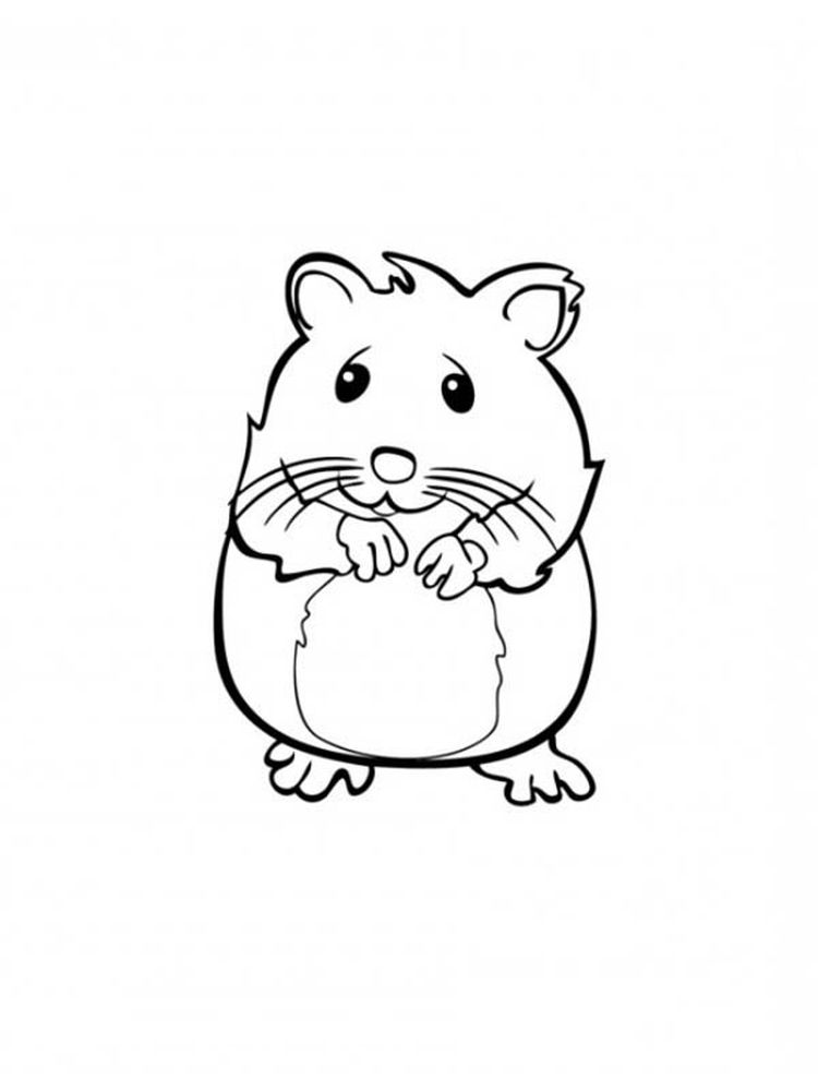 Cute Little Animals Hamster Coloring Page 3 Hamster Coloring Pages