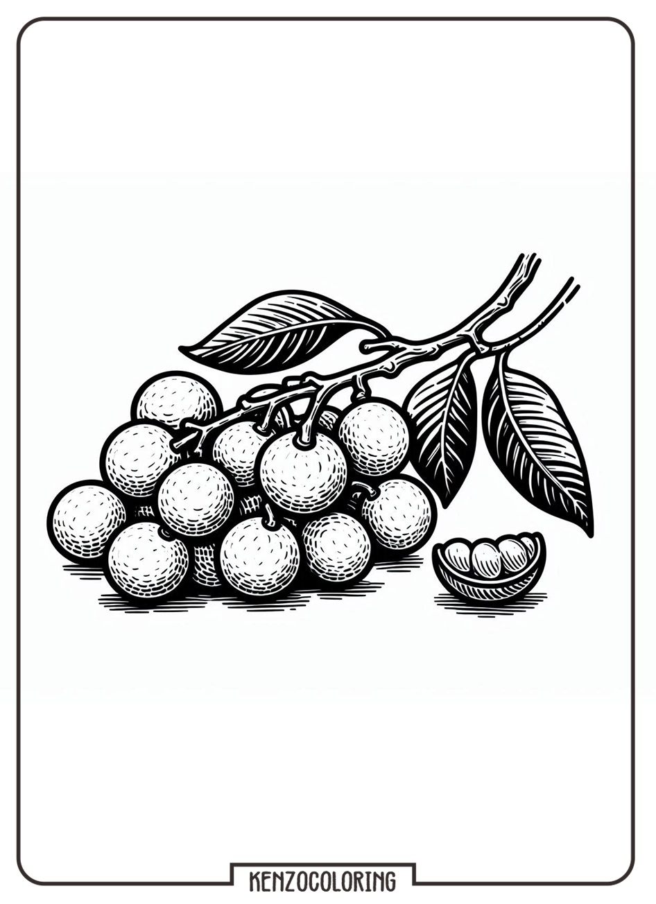 Sweet Little Tropical Fruit, Longan Coloring Page 2 Printable longan fruit coloring page