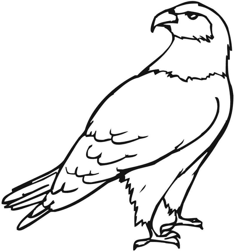 eagle coloring page