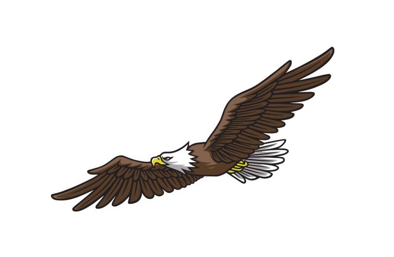 Eagle Image Coloring