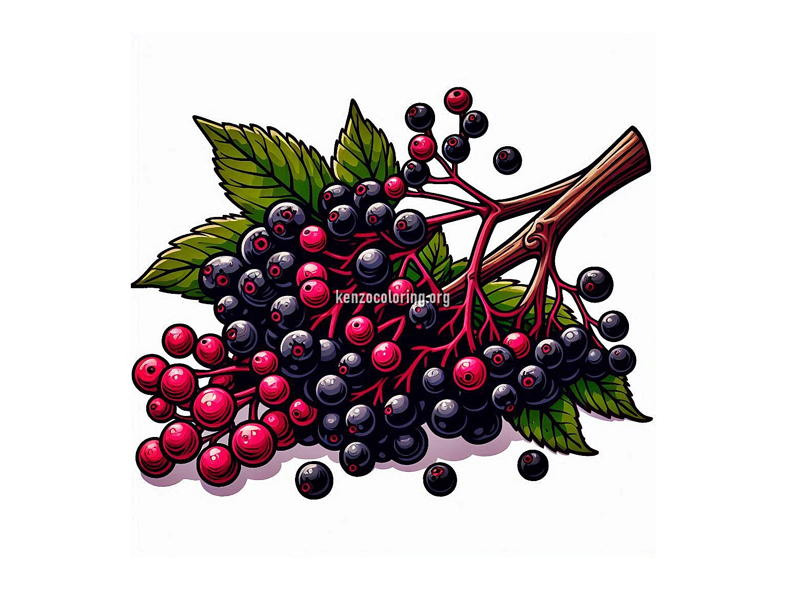 image a elderberry coloring