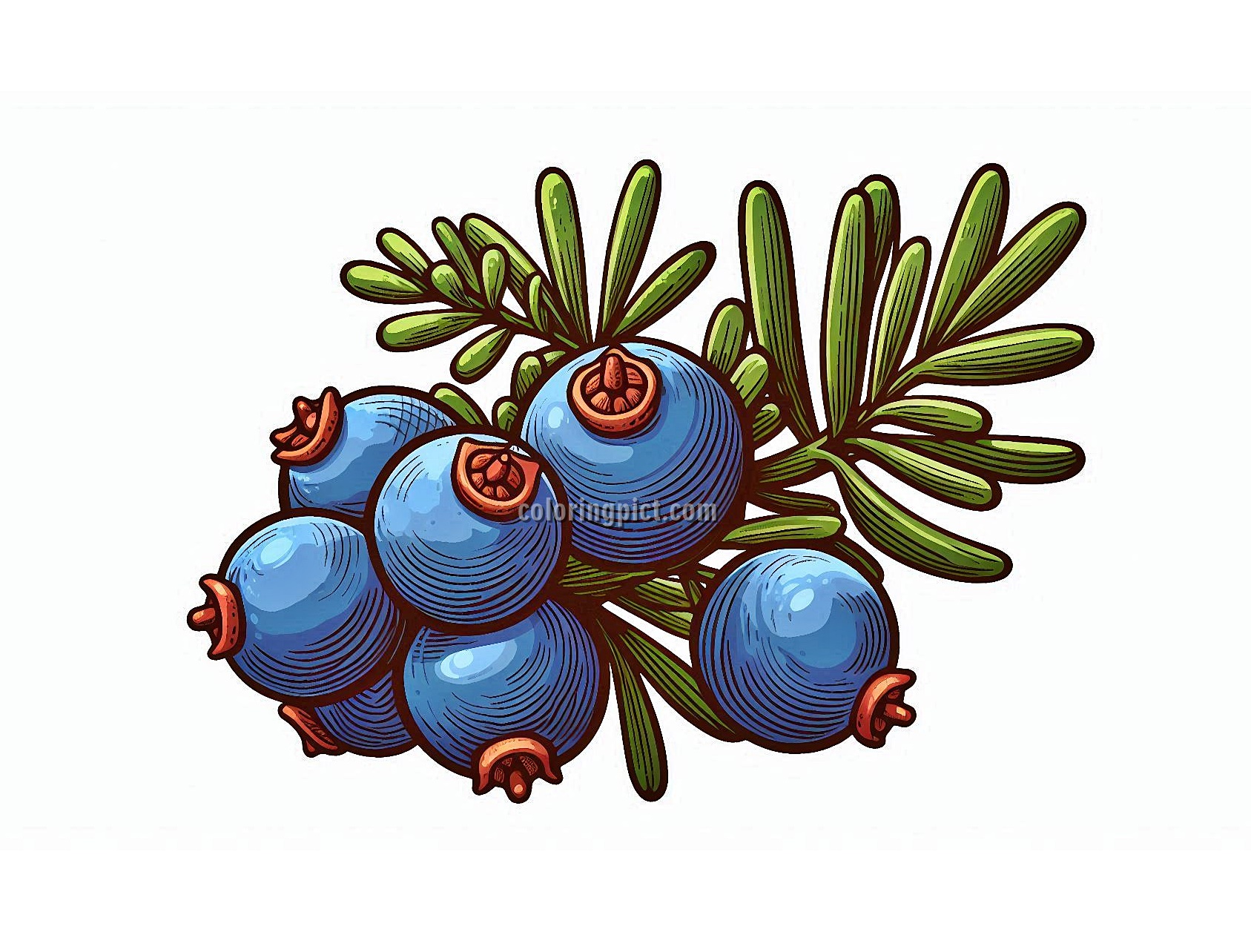 image a juniper berry coloring