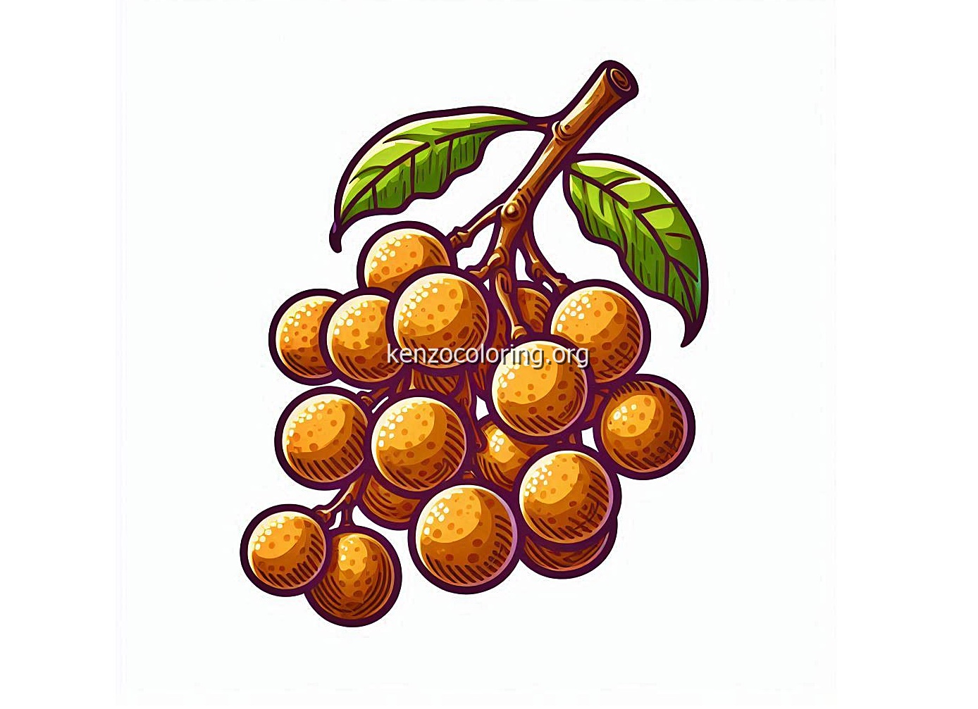 Sweet Little Tropical Fruit, Longan Coloring Page 4 image a longan fruit coloring