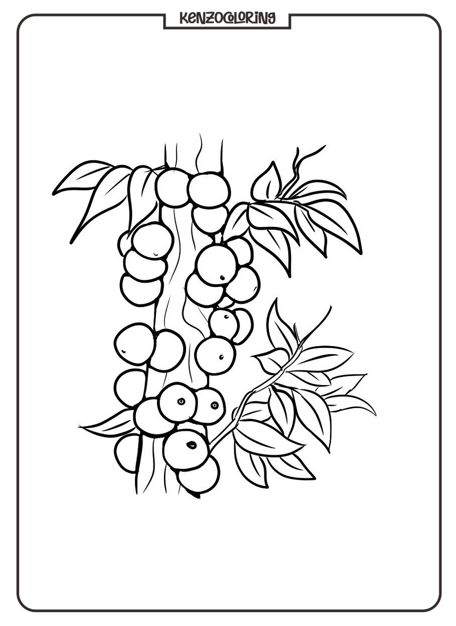 Unique Fruit Jaboticaba Coloring Page 3 jaboticaba fruit coloring pages for kids