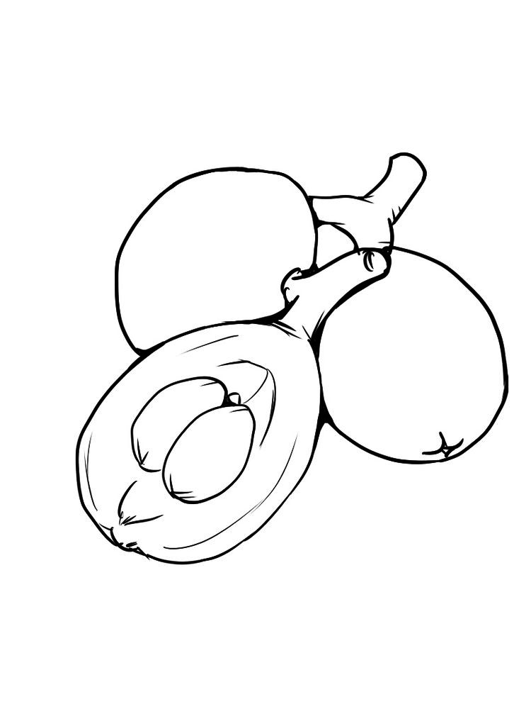 Loquat Fruit Coloring Pages 2 loquat images free download Printable