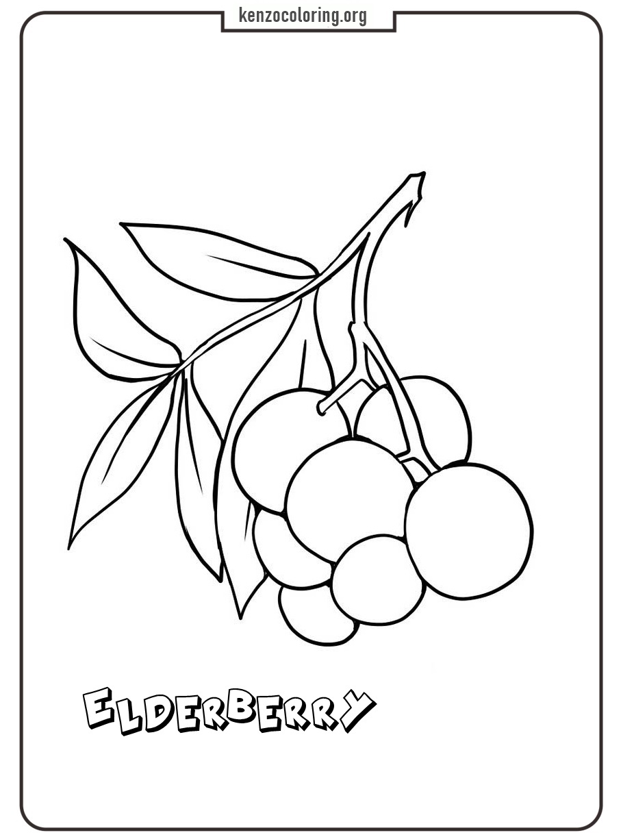 online elderberry coloring page