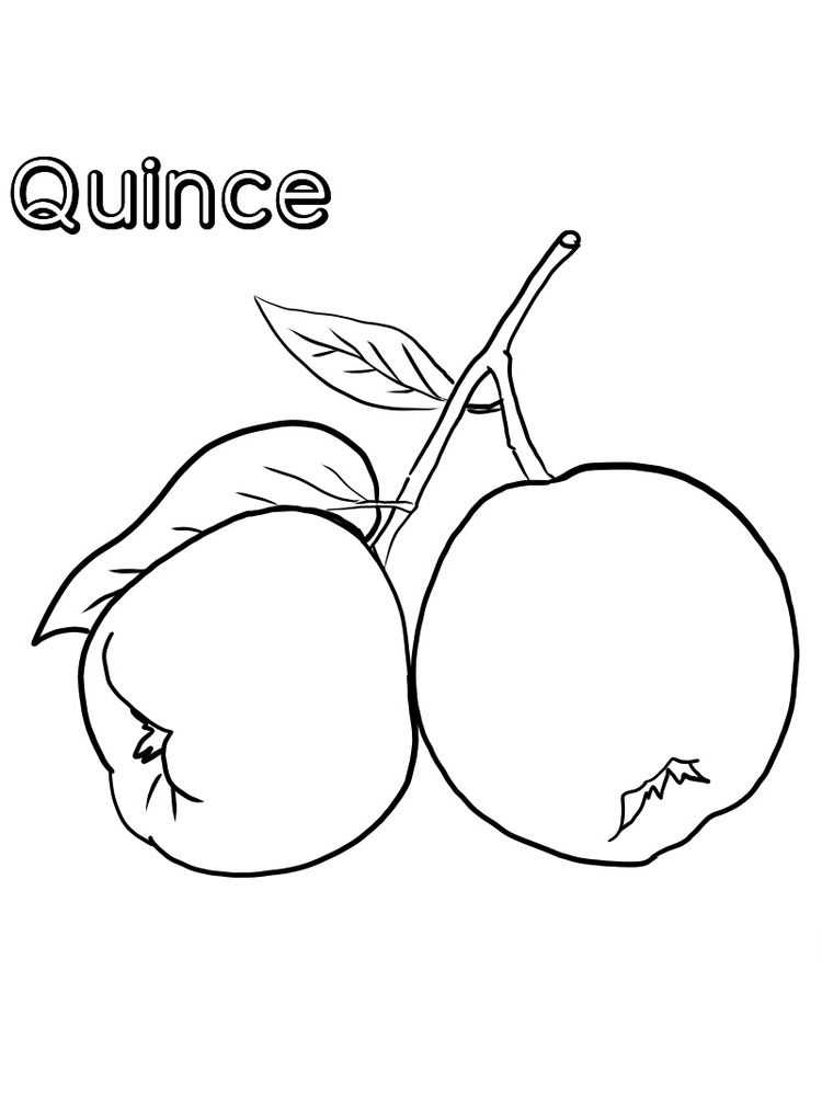 printable quince coloring image page
