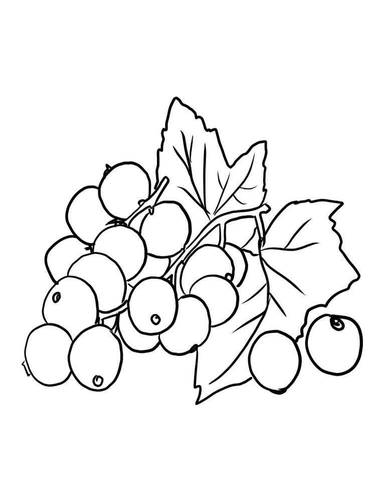 Red Currant Coloring Pages 2 printable red currant black and white