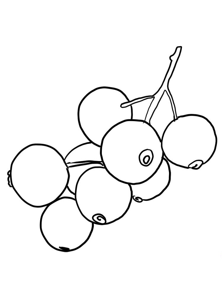 Red Currant Coloring Pages 1 printable red currant images for coloring