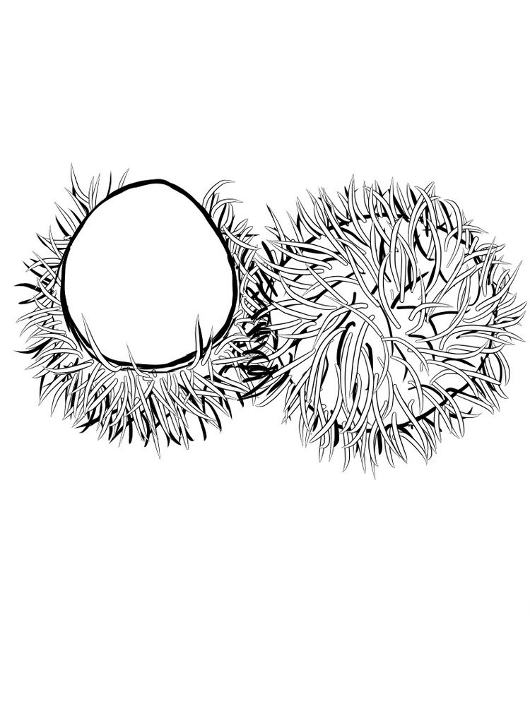 Fresh Tropical Fruit, Rambutan Coloring Page 2 rambutan coloring printable free