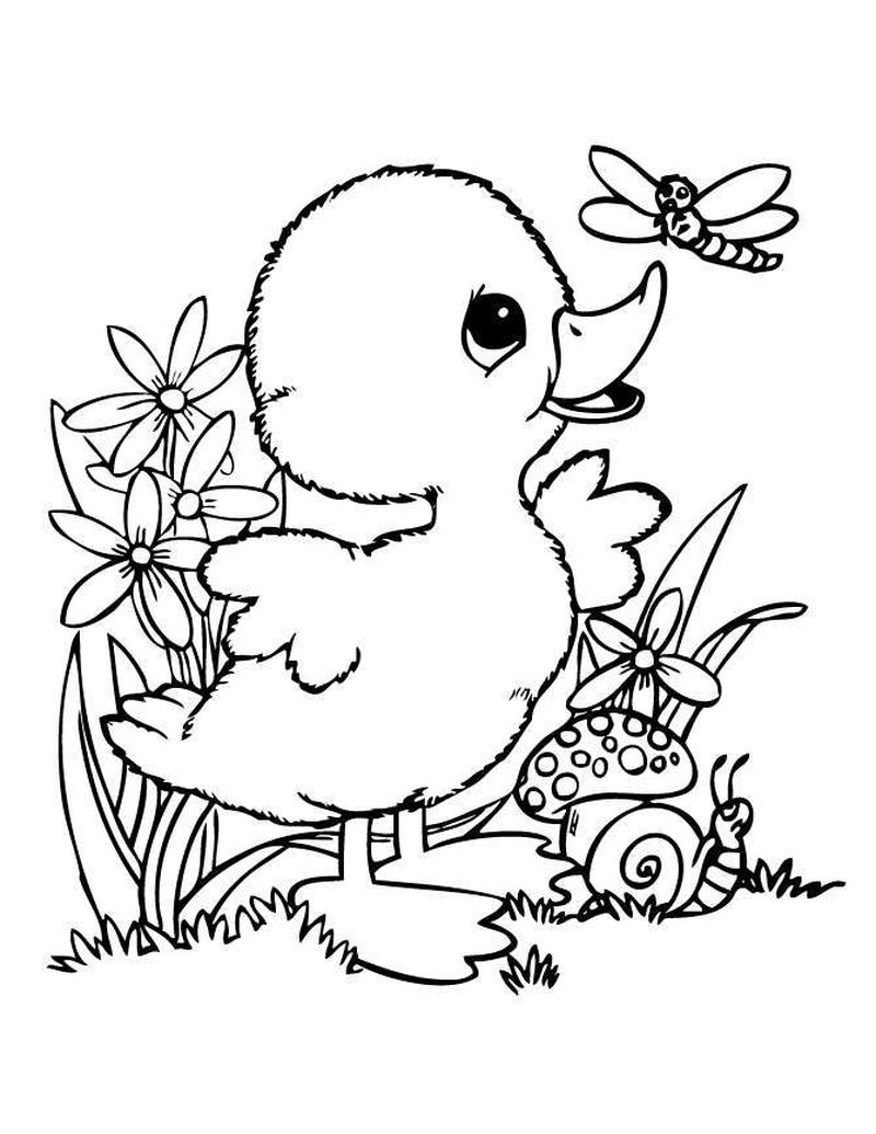 Cute Duckling Coloring Page 1 Baby Duck Coloring Pages