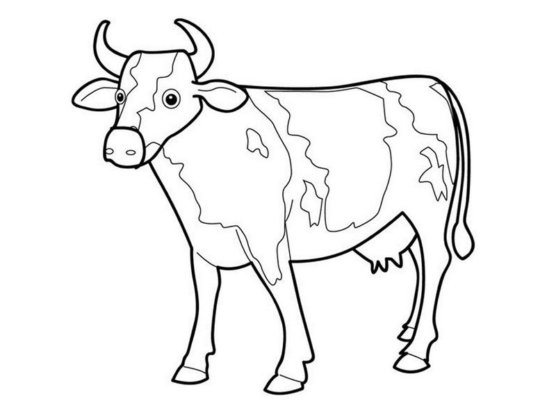 Coloring Pages Of Cow