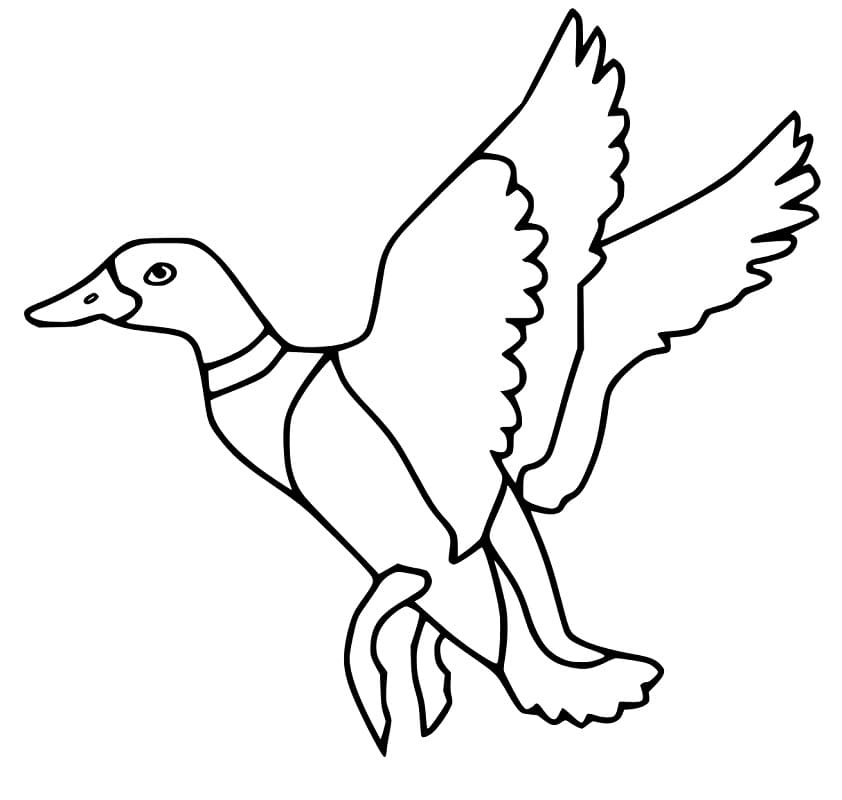 Ducks Are Flying Coloring Page 5 Ducks Are Flying Coloring Page