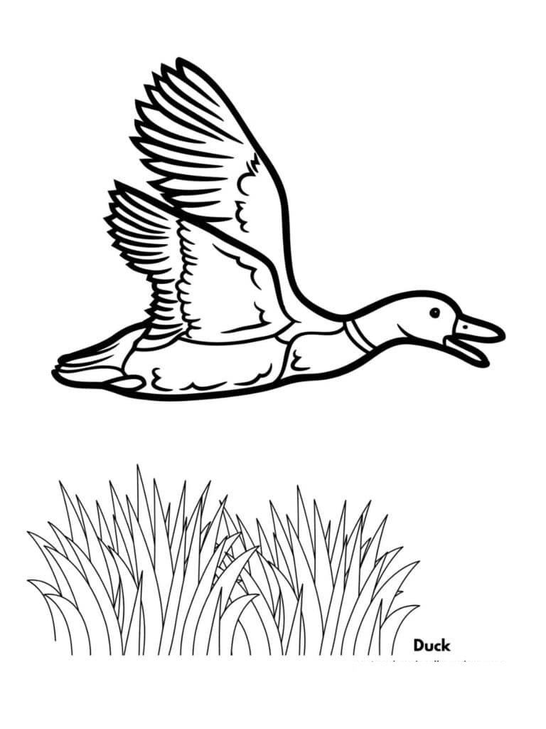 Ducks Are Flying Coloring Page 6 Ducks Are Flying Coloring
