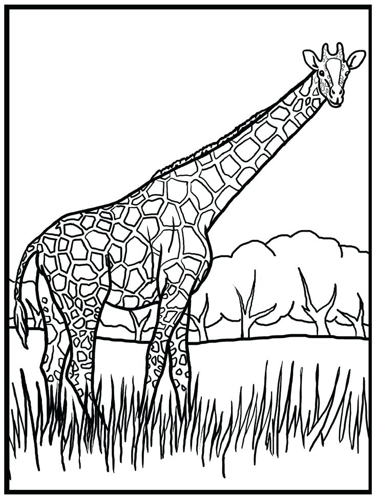 Long Neck Animals Giraffe Coloring Page 5 Easy Giraffe Coloring Pages