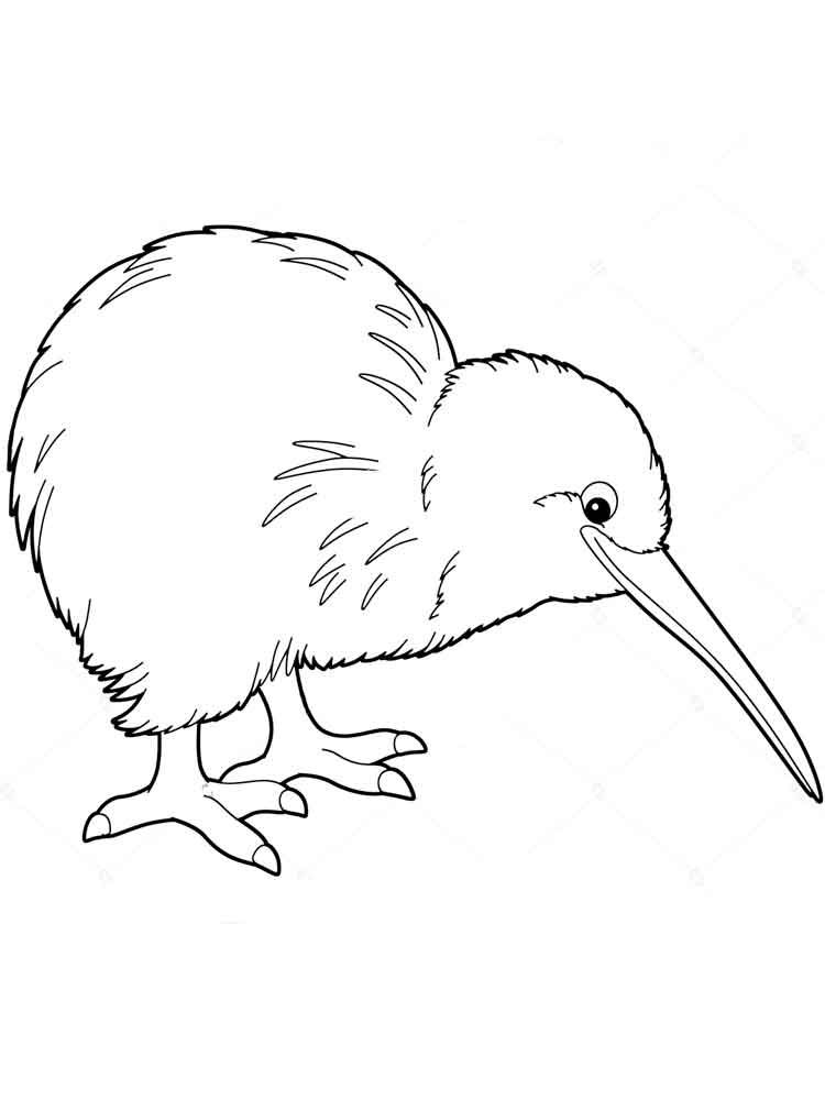 Kiwi Animal Coloring Page 5 Kiwi animal coloring pages print