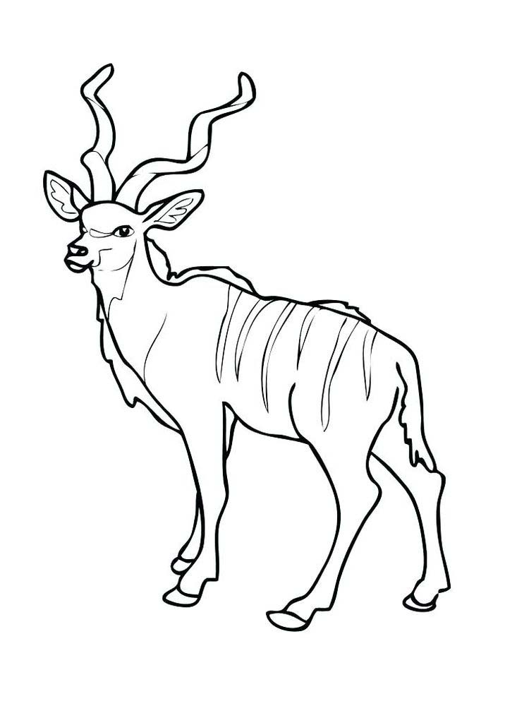 Graceful Animal Impala Coloring Page 1 Printable Impala coloring pages download