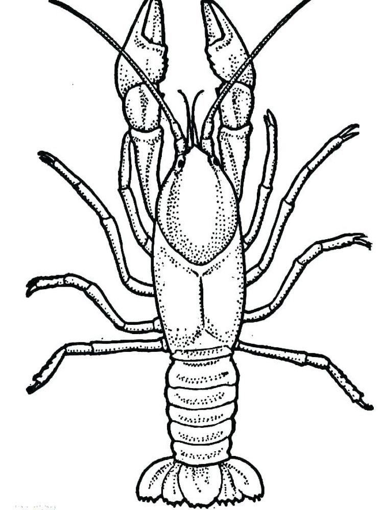 Amazing Sea Creatures, Lobster Coloring Page 1 Printable Lobster coloring page print