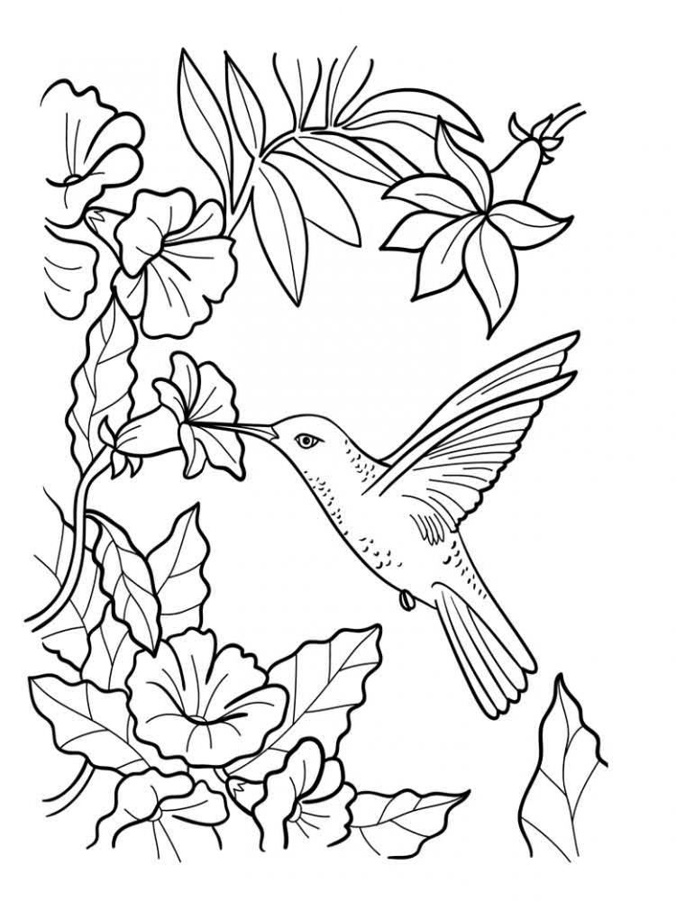 Energetic Little Bird Hummingbird Coloring Page 1 free coloring pages hummingbird