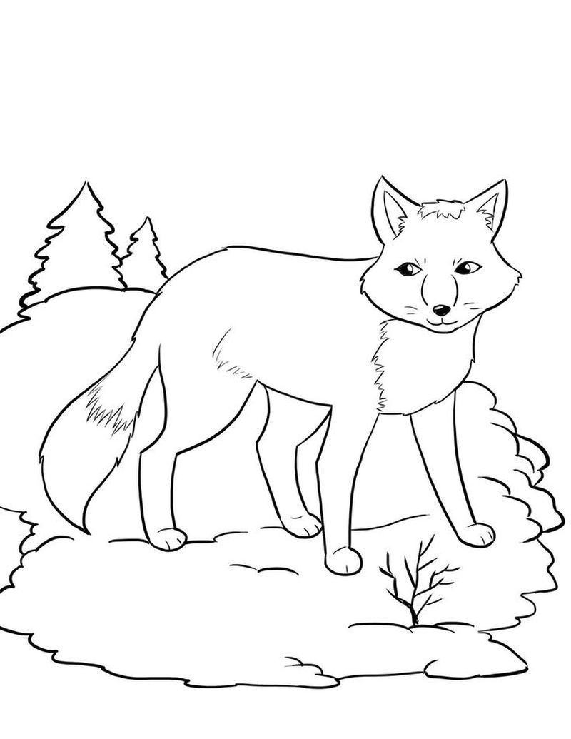 Agile Forest Animals Fox Coloring Image 5 free fox coloring pages Printable