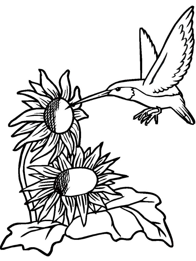 Energetic Little Bird Hummingbird Coloring Page 2 Free Printable Hummingbird Coloring Pages