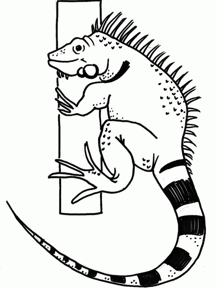 Unique Reptiles Iguana Coloring Page 1 printable Iguana coloring page printable