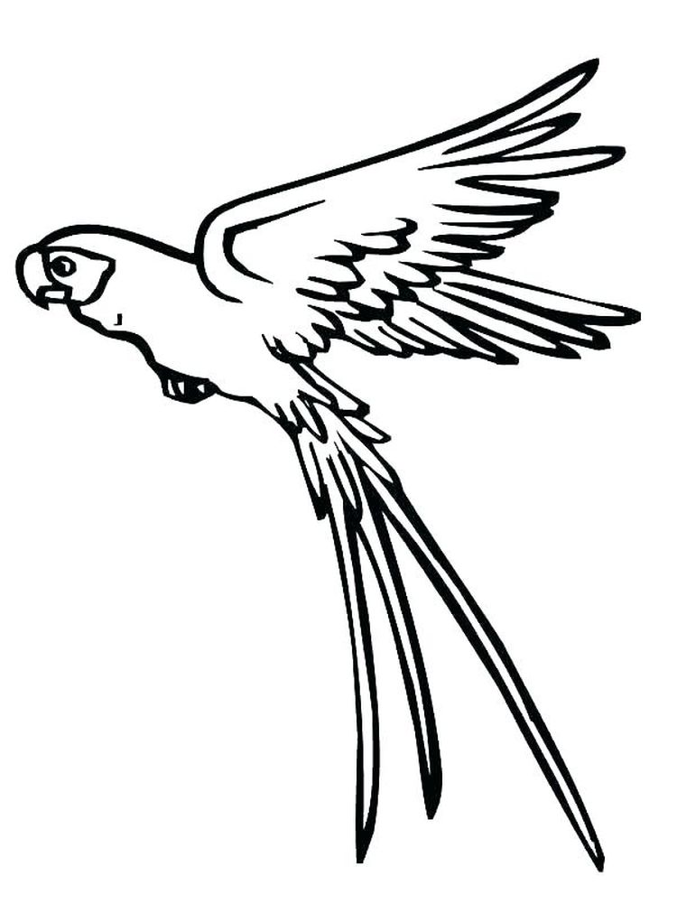 Parrot in Flight Coloring Pages 5 Printable Realistic Parrot Coloring Pages