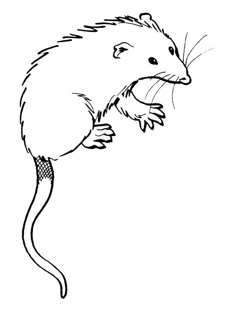 Meet the Clever Possum Coloring Page 1 printable possum coloring pages image
