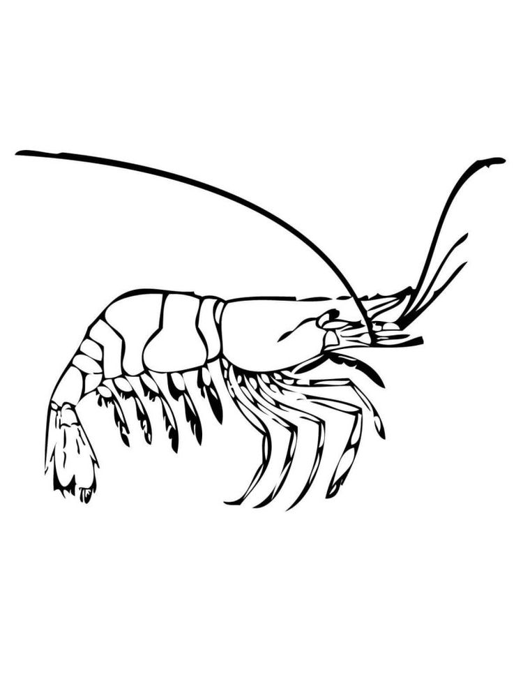 Prawn Coloring Page 3 printable prawn coloring pages image