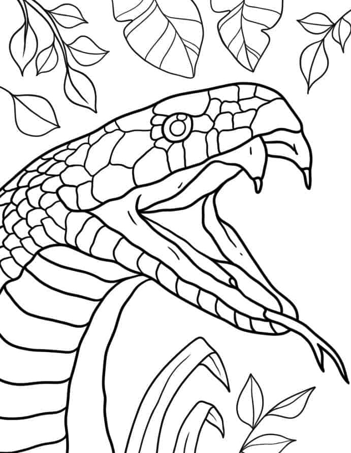 Snake Coloring Page 2 Close Up Of-Snake Coloring Page