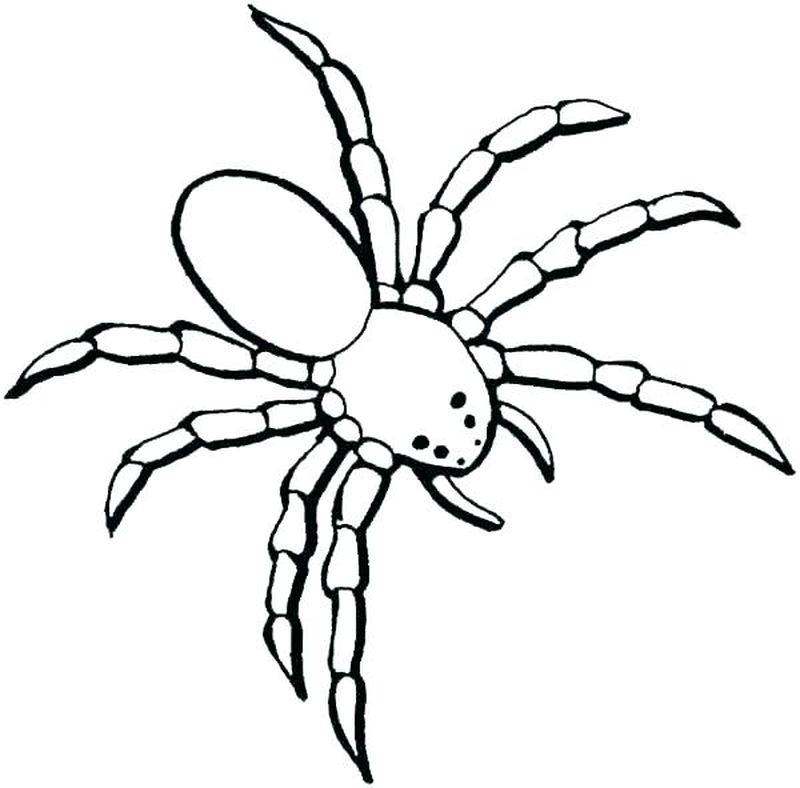 Spider Coloring Pages 3 Insect And Spider Coloring Pages