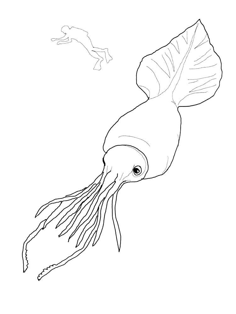 Squid Coloring Page 2 Printable Colossal Squid Coloring Pages
