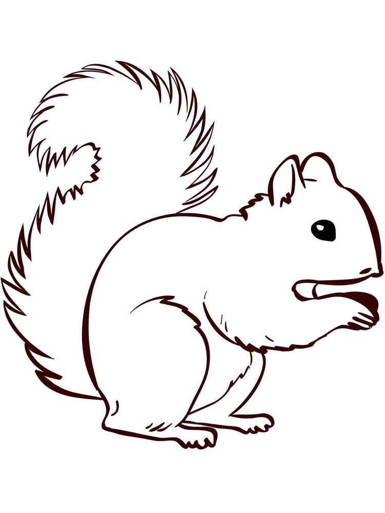 Agile and Smart Animals Squirrel Coloring Page 4 Printable Squirrel Coloring Pages Simple