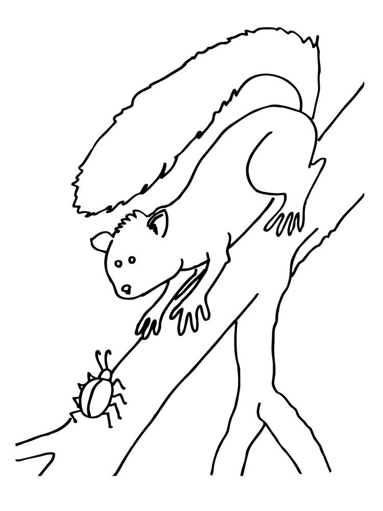 Agile and Smart Animals Squirrel Coloring Page 5 Printable Squirrels Coloring Pages