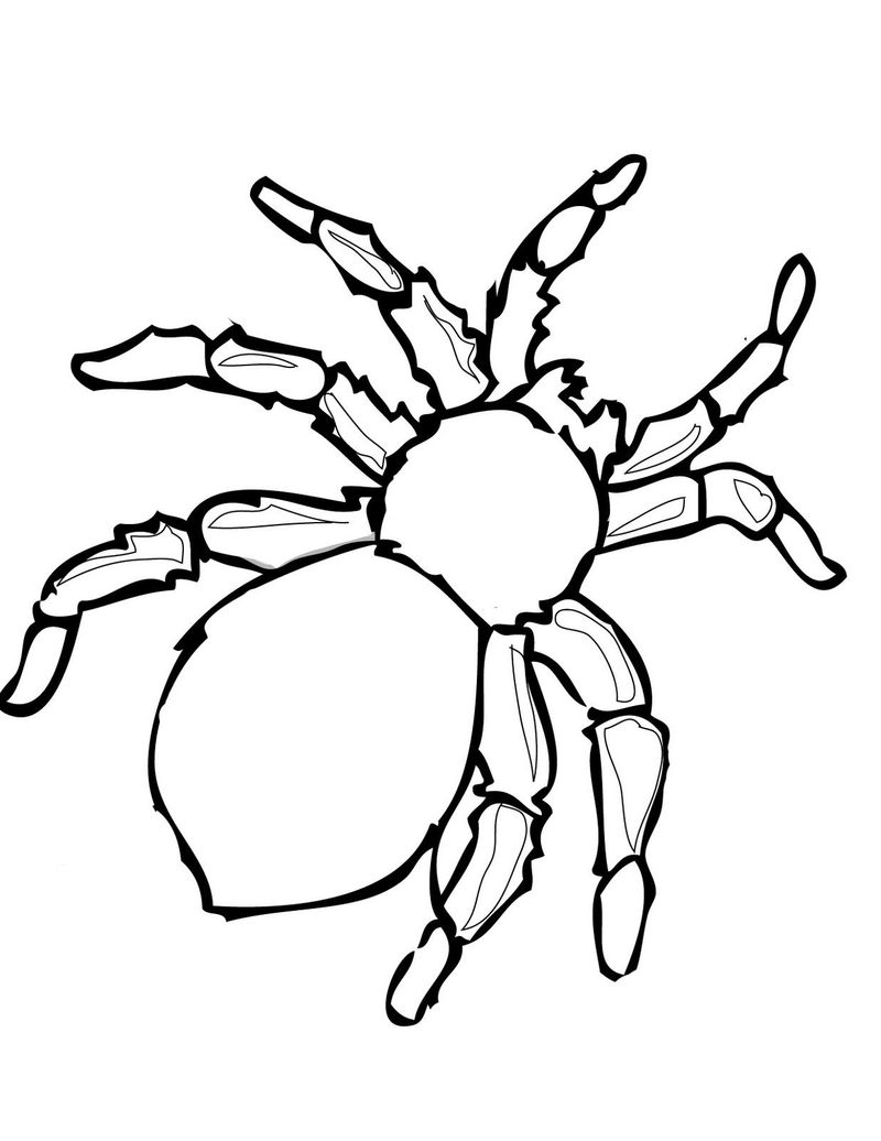 Spider Coloring Pages 5 Spider An Coloring Pages