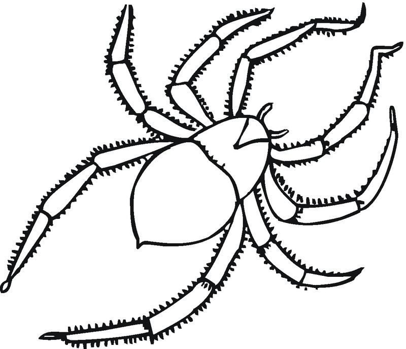 Spider Coloring Pages 6 Spider Baby Printable Coloring Pages
