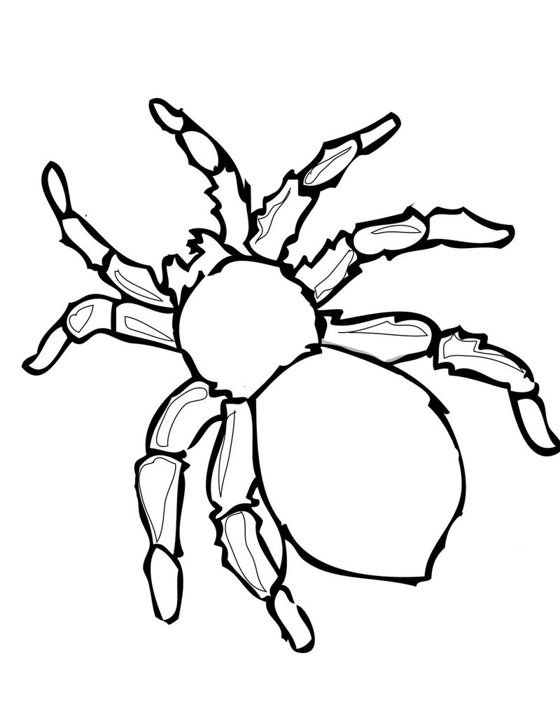 Spider Coloring Pages 7 Spider Book Coloring Pages