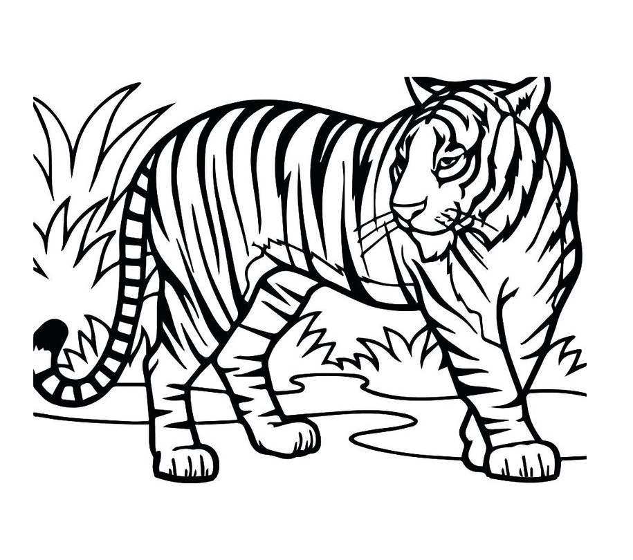Tiger Coloring Pages Print