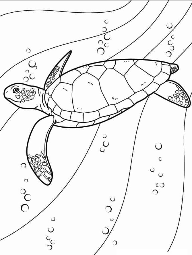 Turtle Coloring Page Free Download