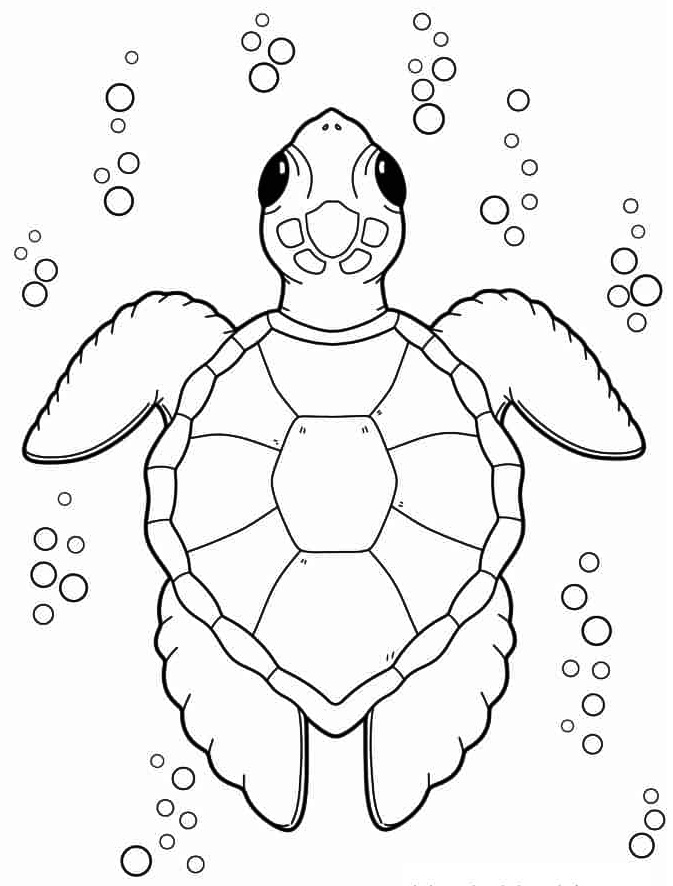 Turtle Coloring Page Printable