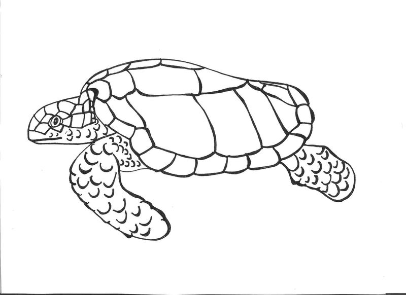 Turtle Coloring Pages Online