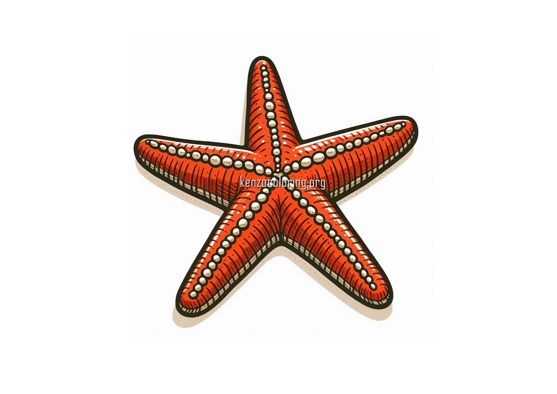 Starfish Coloring Page 2 image a starfish coloring