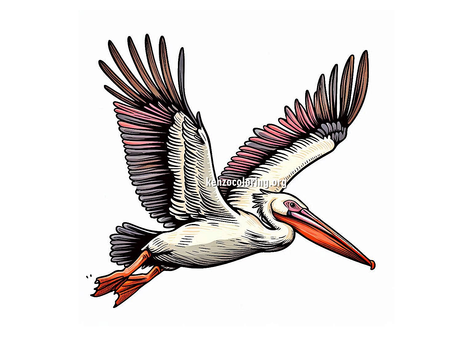image a Pelican in Flight Coloring